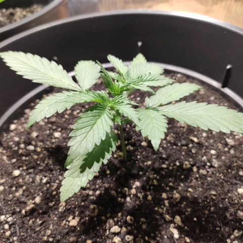 Red Sugar Auto growlog timeline photo