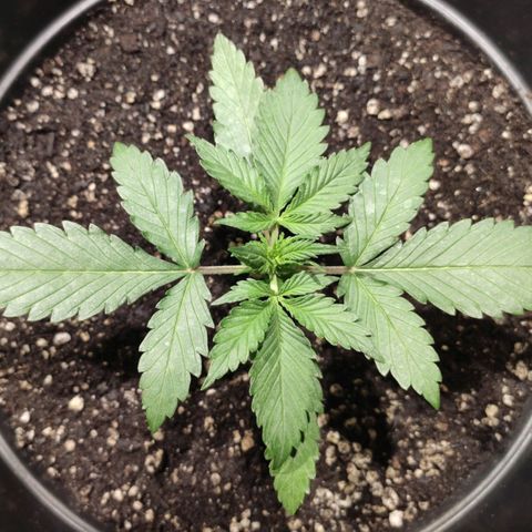 Red Sugar Auto growlog timeline photo