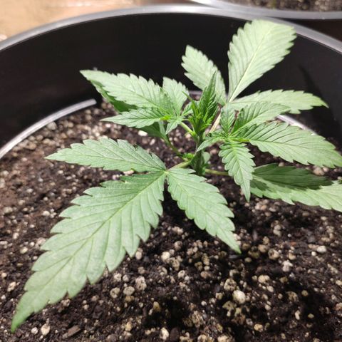 Red Critical Auto growlog timeline photo