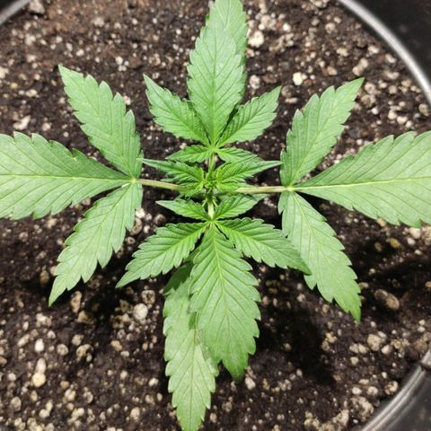 Red Critical Auto growlog timeline photo