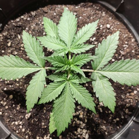 Red Sugar Auto growlog timeline photo