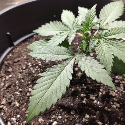 Red Sugar Auto growlog timeline photo