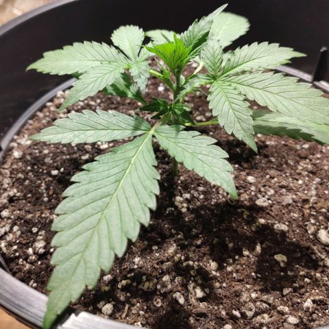 Red Critical Auto growlog timeline photo