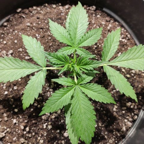Red Critical Auto growlog timeline photo