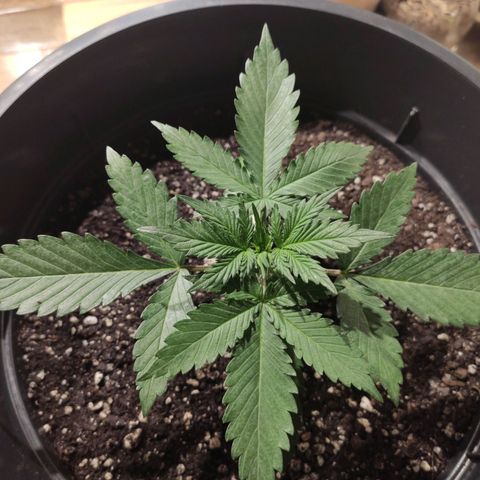 Red Sugar Auto growlog timeline photo