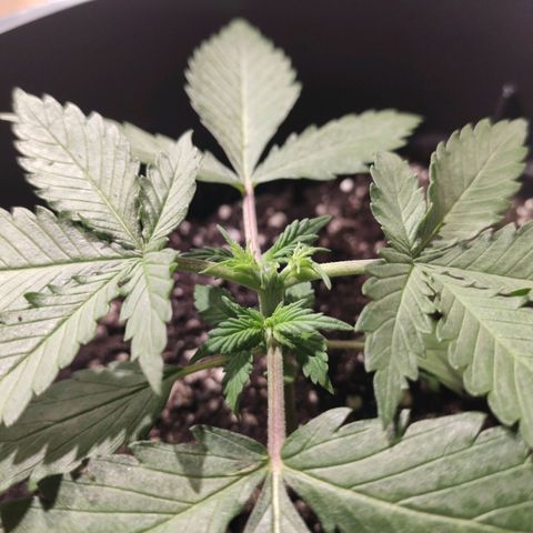 Red Sugar Auto growlog timeline photo