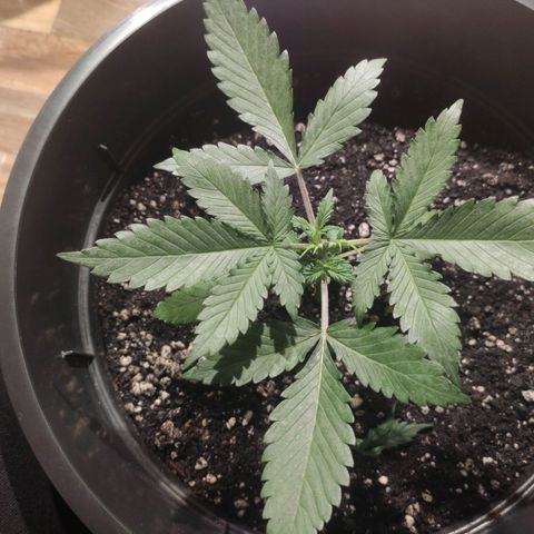 Red Sugar Auto growlog timeline photo
