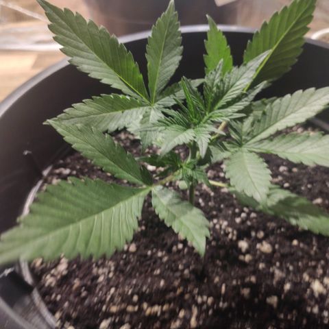 Red Critical Auto growlog timeline photo