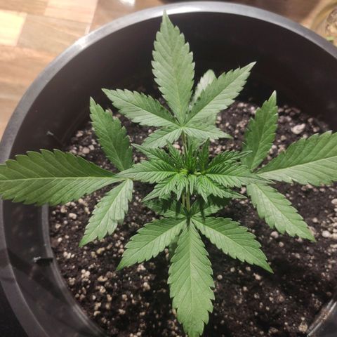 Red Critical Auto growlog timeline photo