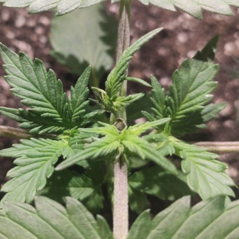 Red Sugar Auto growlog photo: Uma das ramificações não esta desenvolvendo muito bem. 
Sinais de deficiência em Cálcio.