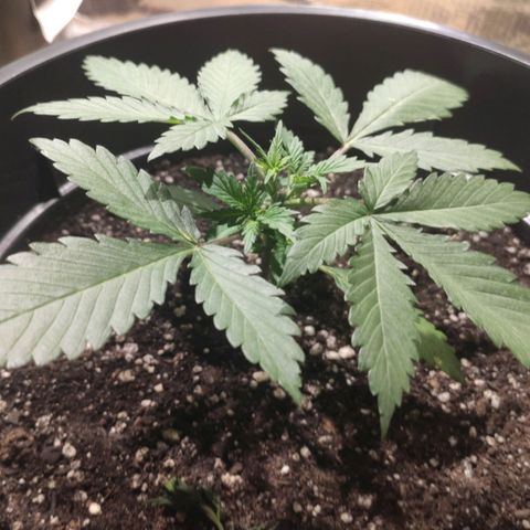 Red Sugar Auto growlog photo: Uma das ramificações não esta desenvolvendo muito bem. 
Sinais de deficiência em Cálcio.