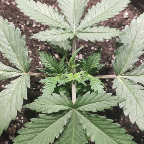 Red Sugar Auto growlog photo: Uma das ramificações não esta desenvolvendo muito bem. 
Sinais de deficiência em Cálcio.