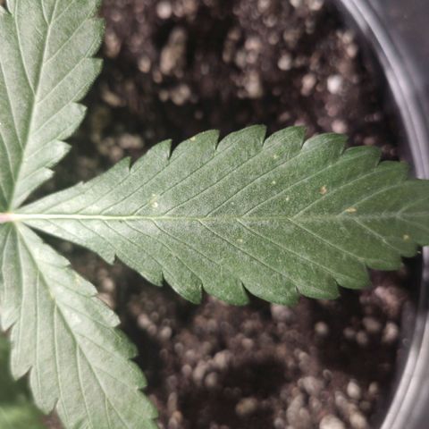 Red Sugar Auto growlog photo: Uma das ramificações não esta desenvolvendo muito bem. 
Sinais de deficiência em Cálcio.