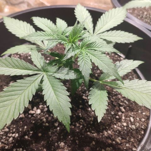 Red Critical Auto growlog photo: 👌