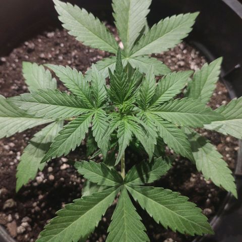 Red Critical Auto growlog photo: 👌