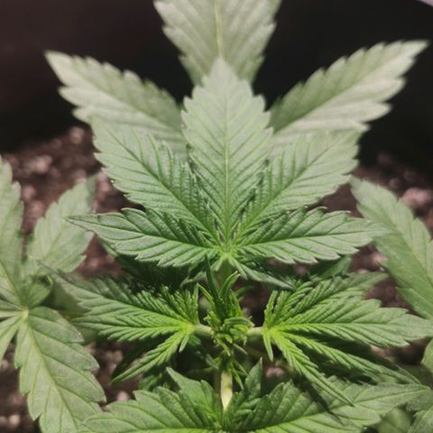 Red Critical Auto growlog photo: 👌