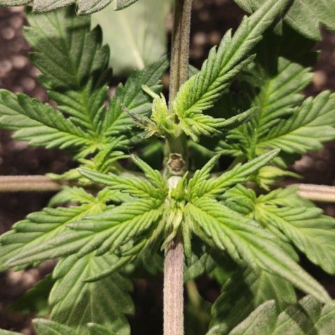 Red Sugar Auto growlog timeline photo