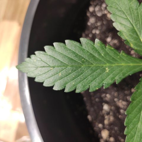 Red Sugar Auto growlog timeline photo