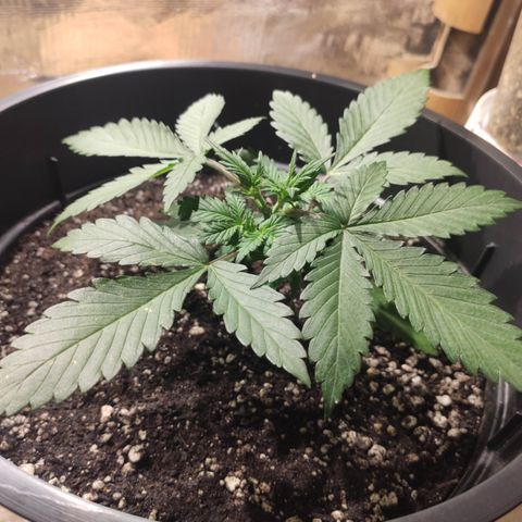 Red Sugar Auto growlog timeline photo