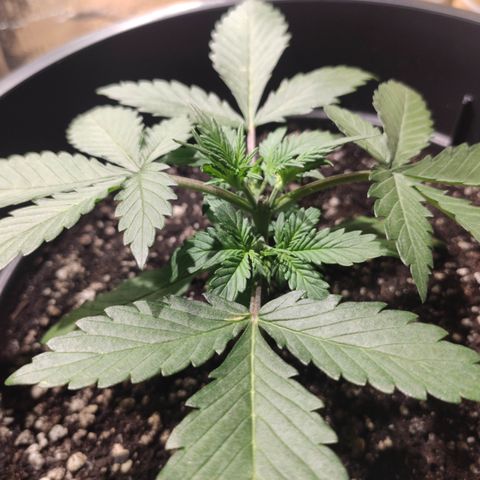 Red Sugar Auto growlog timeline photo