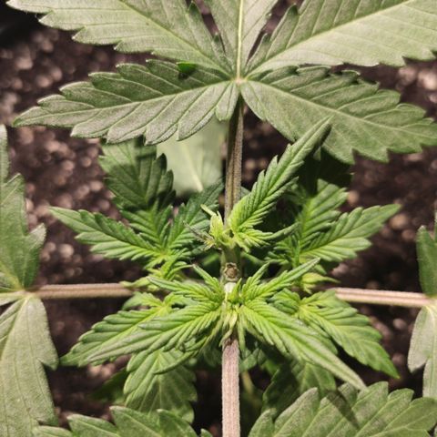 Red Sugar Auto growlog timeline photo