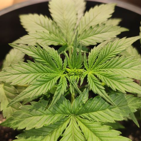 Red Critical Auto growlog timeline photo
