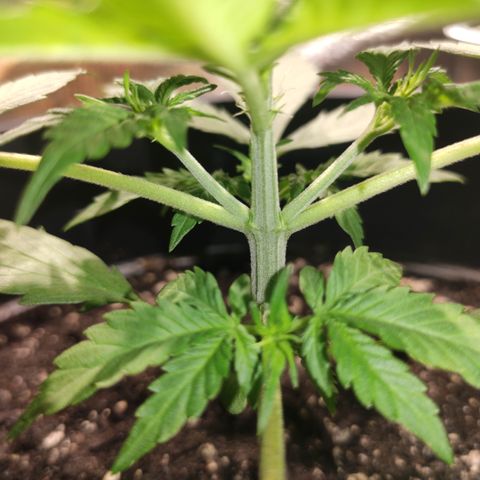 Red Critical Auto growlog timeline photo