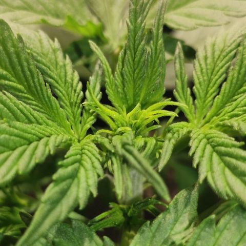 Red Critical Auto growlog timeline photo