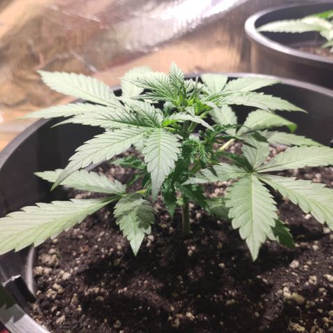 Red Critical Auto growlog timeline photo