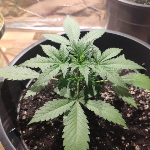 Red Critical Auto growlog timeline photo