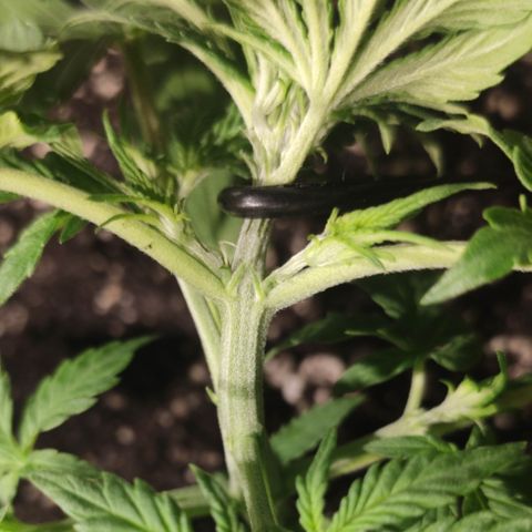 Red Critical Auto growlog timeline photo