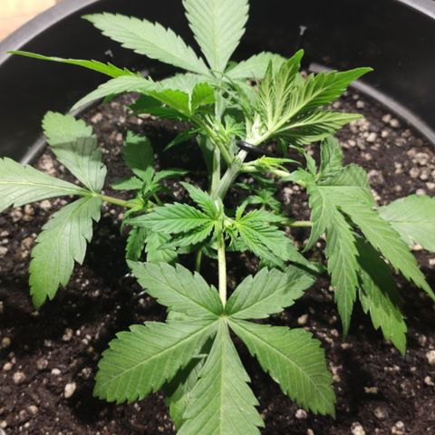 Red Critical Auto growlog timeline photo