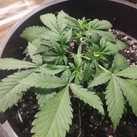 Red Critical Auto growlog timeline photo