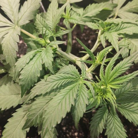 Red Critical Auto growlog timeline photo