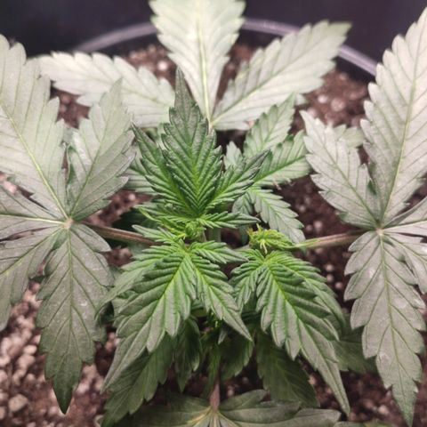 Red Sugar Auto growlog timeline photo
