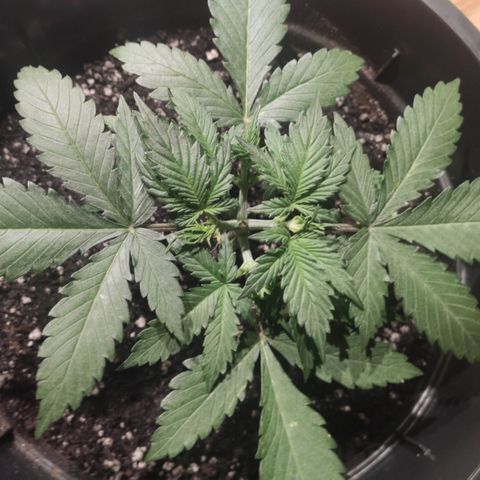 Red Sugar Auto growlog timeline photo