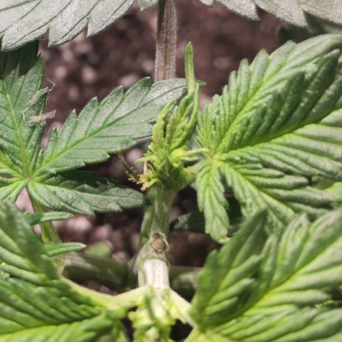 Red Sugar Auto growlog timeline photo