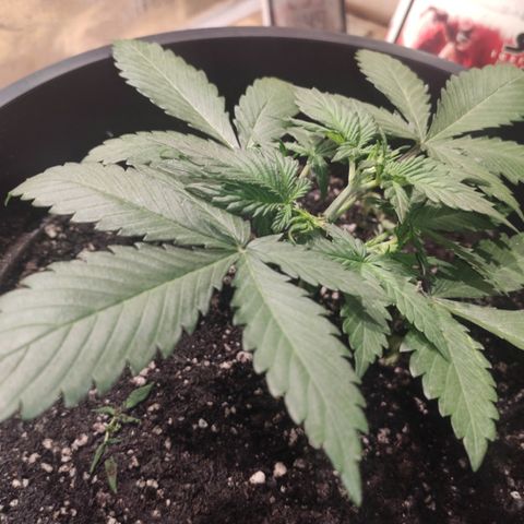 Red Sugar Auto growlog timeline photo