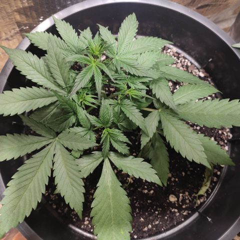 Red Critical Auto growlog timeline photo