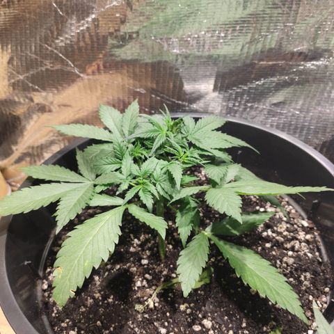 Red Critical Auto growlog timeline photo