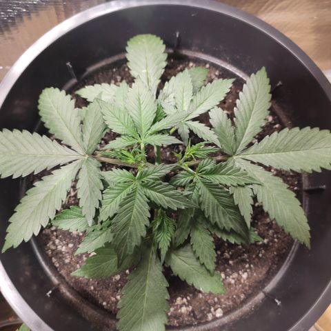 Red Sugar Auto growlog timeline photo