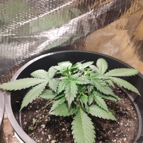 Red Sugar Auto growlog timeline photo
