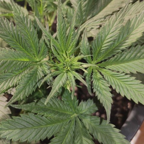 Red Critical Auto growlog timeline photo