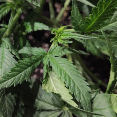 Red Critical Auto growlog timeline photo