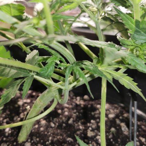 Red Critical Auto growlog timeline photo