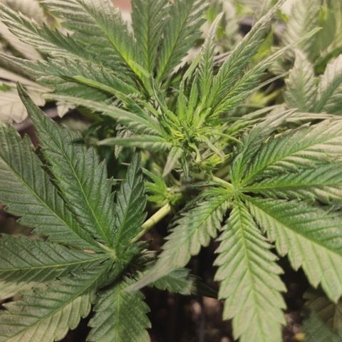 Red Critical Auto growlog timeline photo