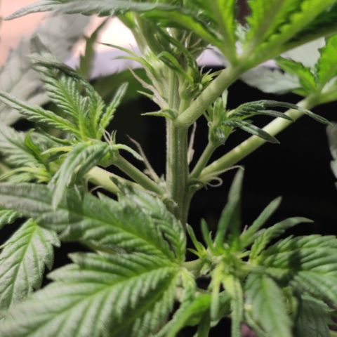 Red Critical Auto growlog timeline photo