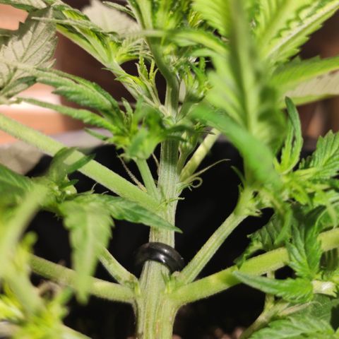 Red Critical Auto growlog timeline photo