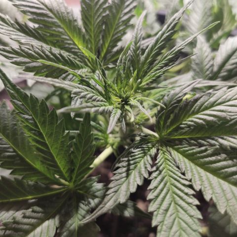 Red Critical Auto growlog timeline photo