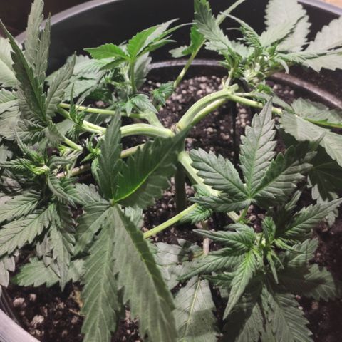 Red Sugar Auto growlog timeline photo